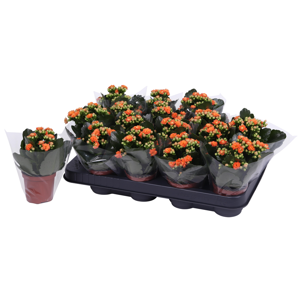 Kalanchoe Rosalina 07cm Don Pedro oranje, Blanco h.