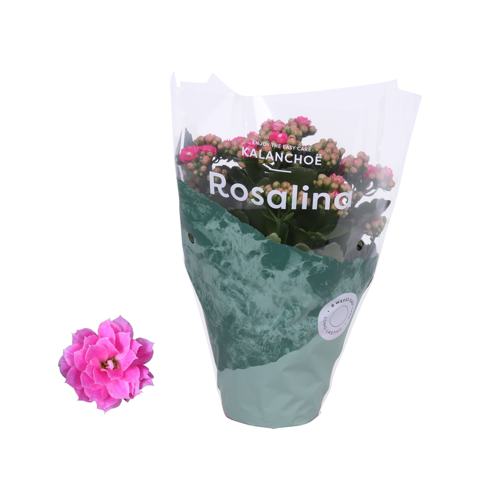 Kalanchoe Rosalina 12cm Don Nando roze.