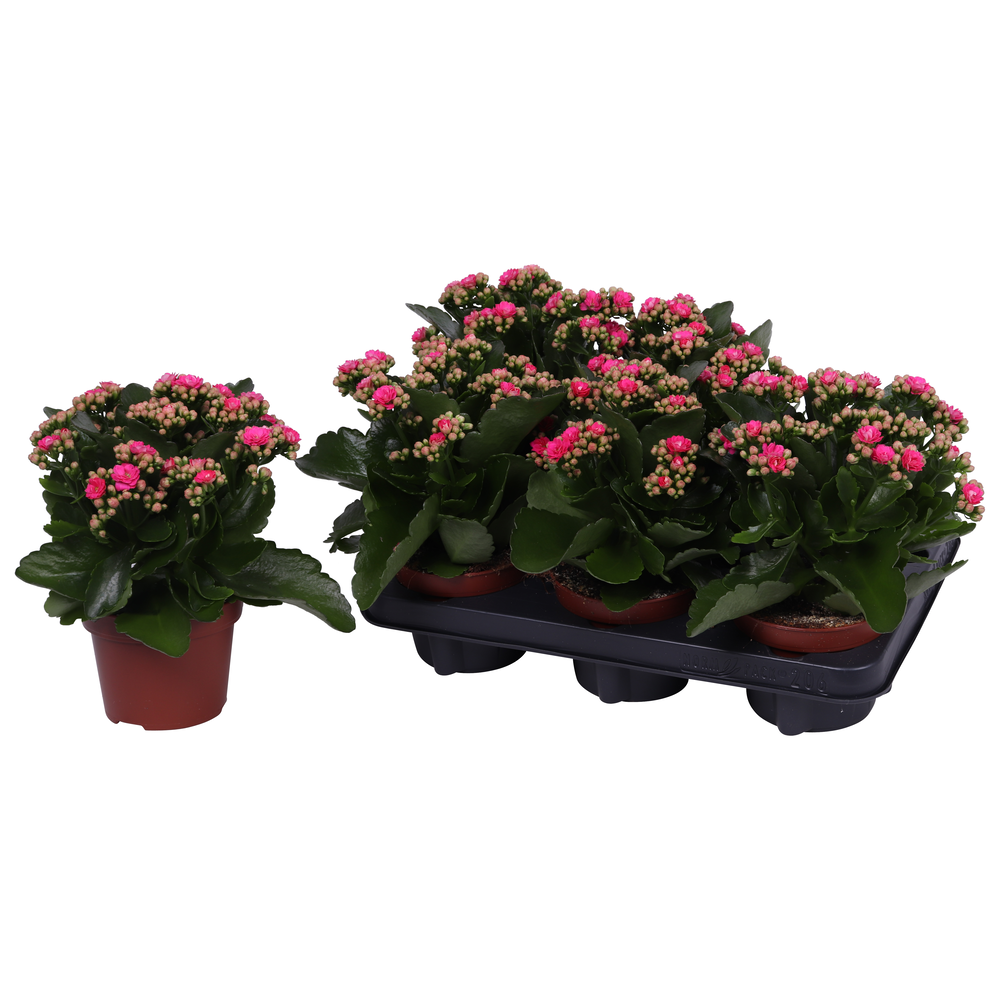Kalanchoe Rosalina 12cm Don Nando roze, Zonder hoe.