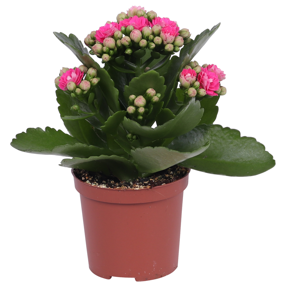 Kalanchoe Rosalina 07cm Don Nando roze, Zonder hoe.