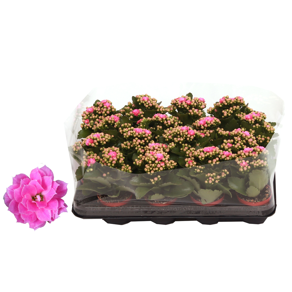 Kalanchoe Rosalina 07cm Don Nando roze, Trayfolie.