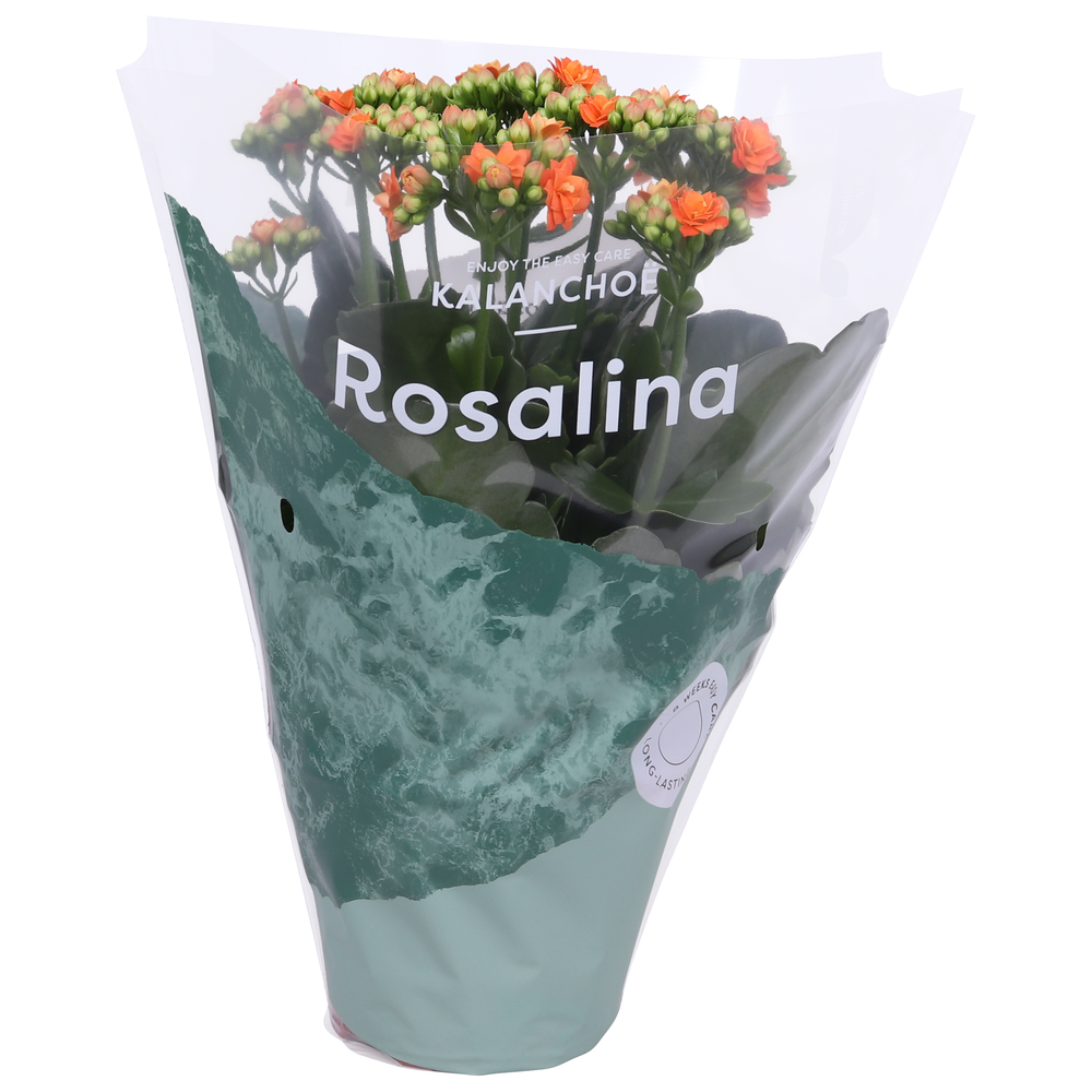 Kalanchoe Rosalina 12cm Don Pedro oranje.