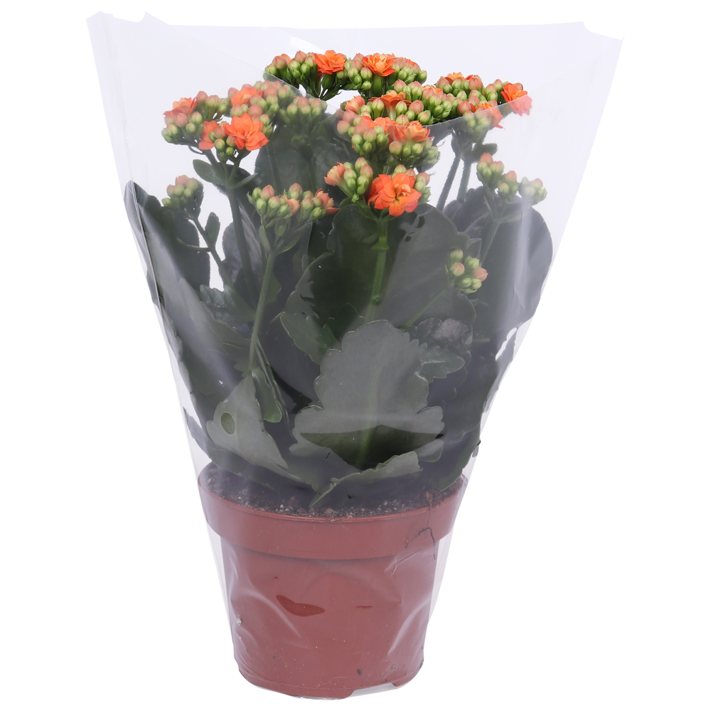 Kalanchoe Rosalina 12cm Don Pedro oranje, Blanco h.