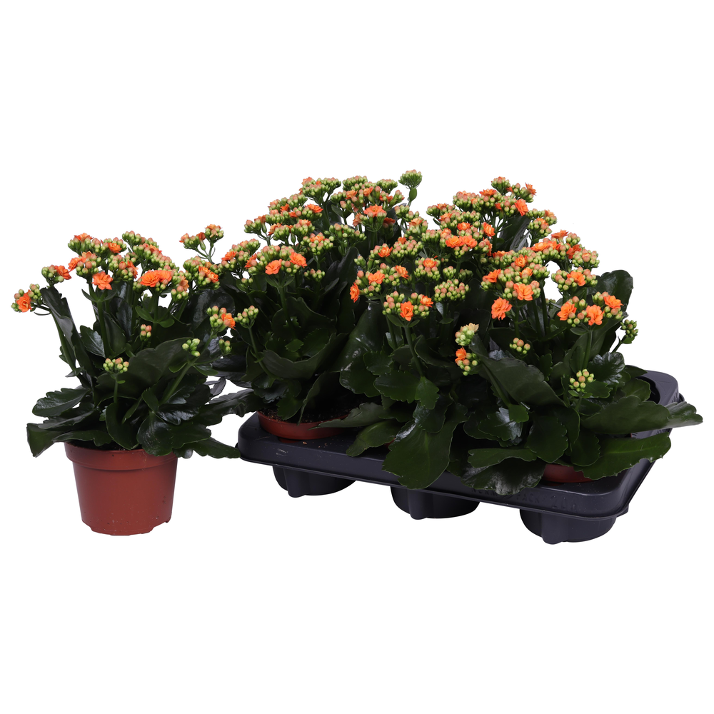 Kalanchoe Rosalina 12cm Don Pedro oranje, Zonder h.