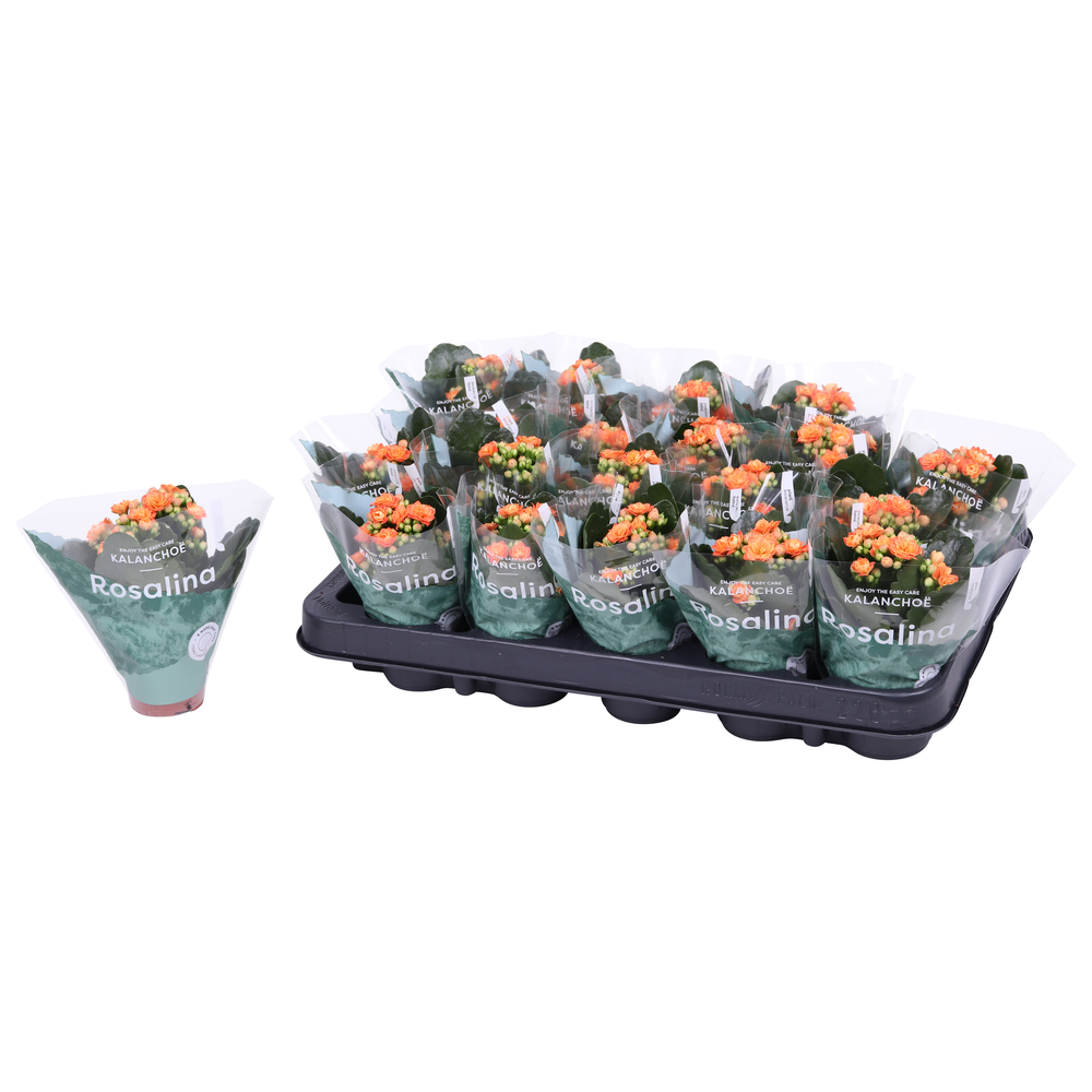 Kalanchoe Rosalina 06cm Don Pedro oranje.