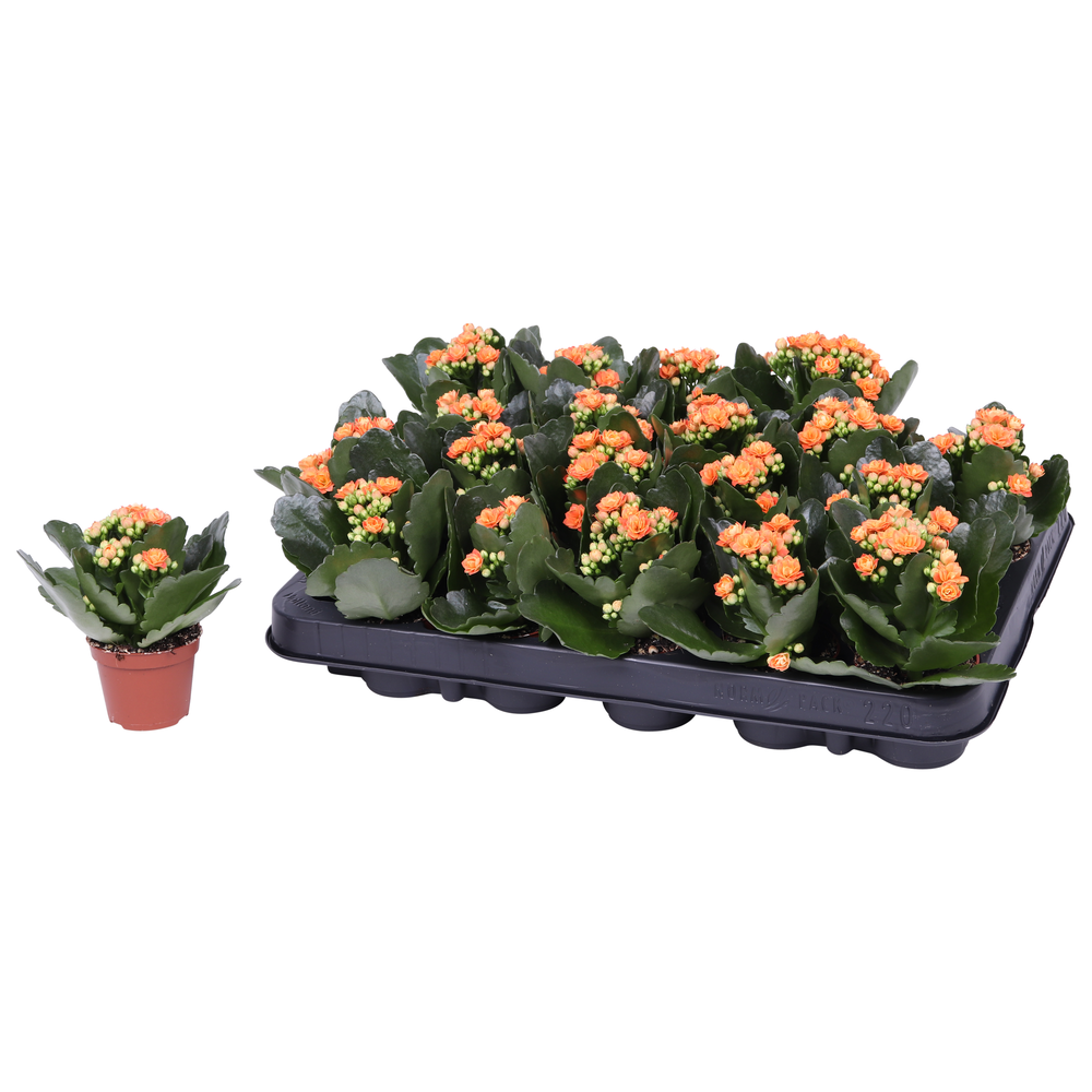 Kalanchoe Rosalina 06cm Don Pedro oranje, Zonder h.