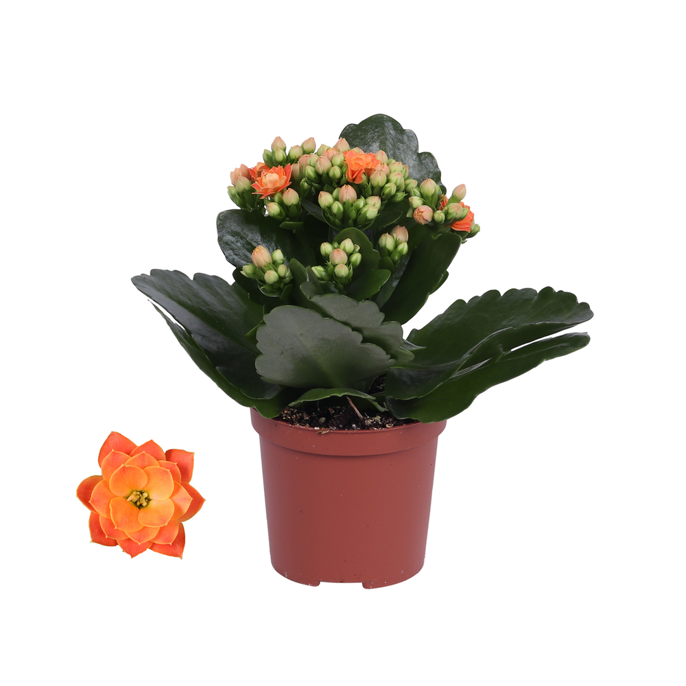 Kalanchoe Rosalina 07cm Don Pedro oranje, Zonder h.
