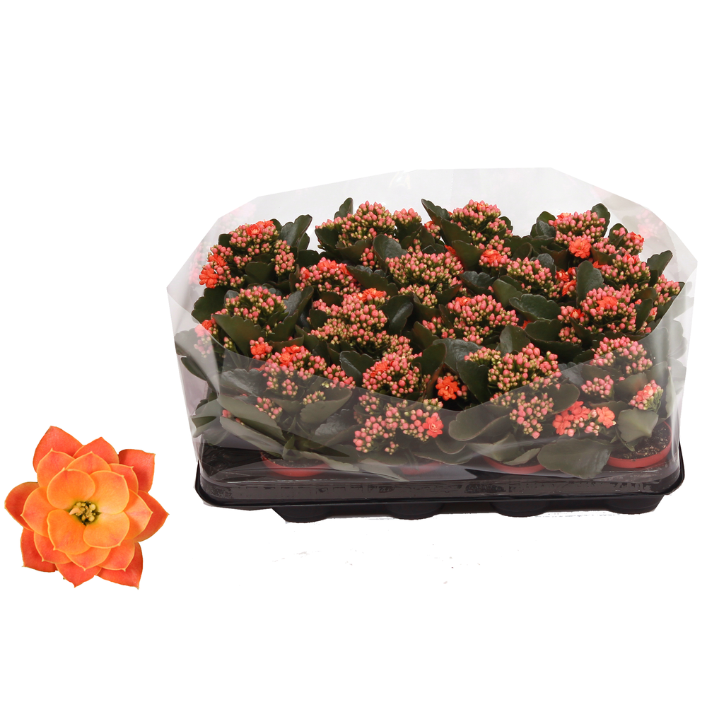 Kalanchoe Rosalina 07cm Don Pedro oranje, Trayfoli.