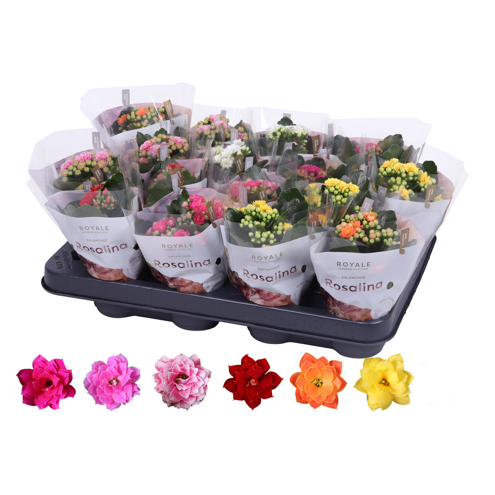 Kalanchoe Rosalina 07cm mix, Royale zonder wit.