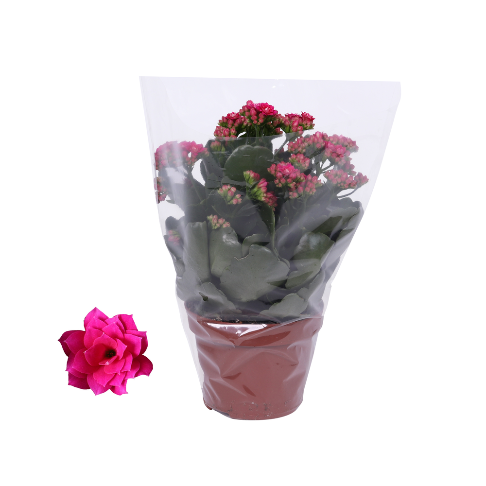 Kalanchoe Rosalina 12cm Don Victorio paars, Blanco.