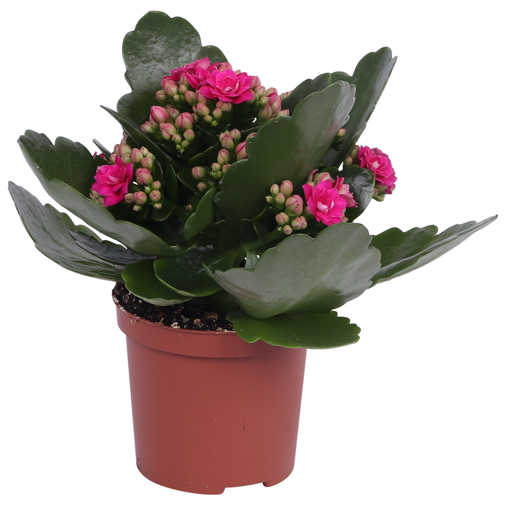 Kalanchoe Rosalina 07cm Don Victorio paars, Zonder.