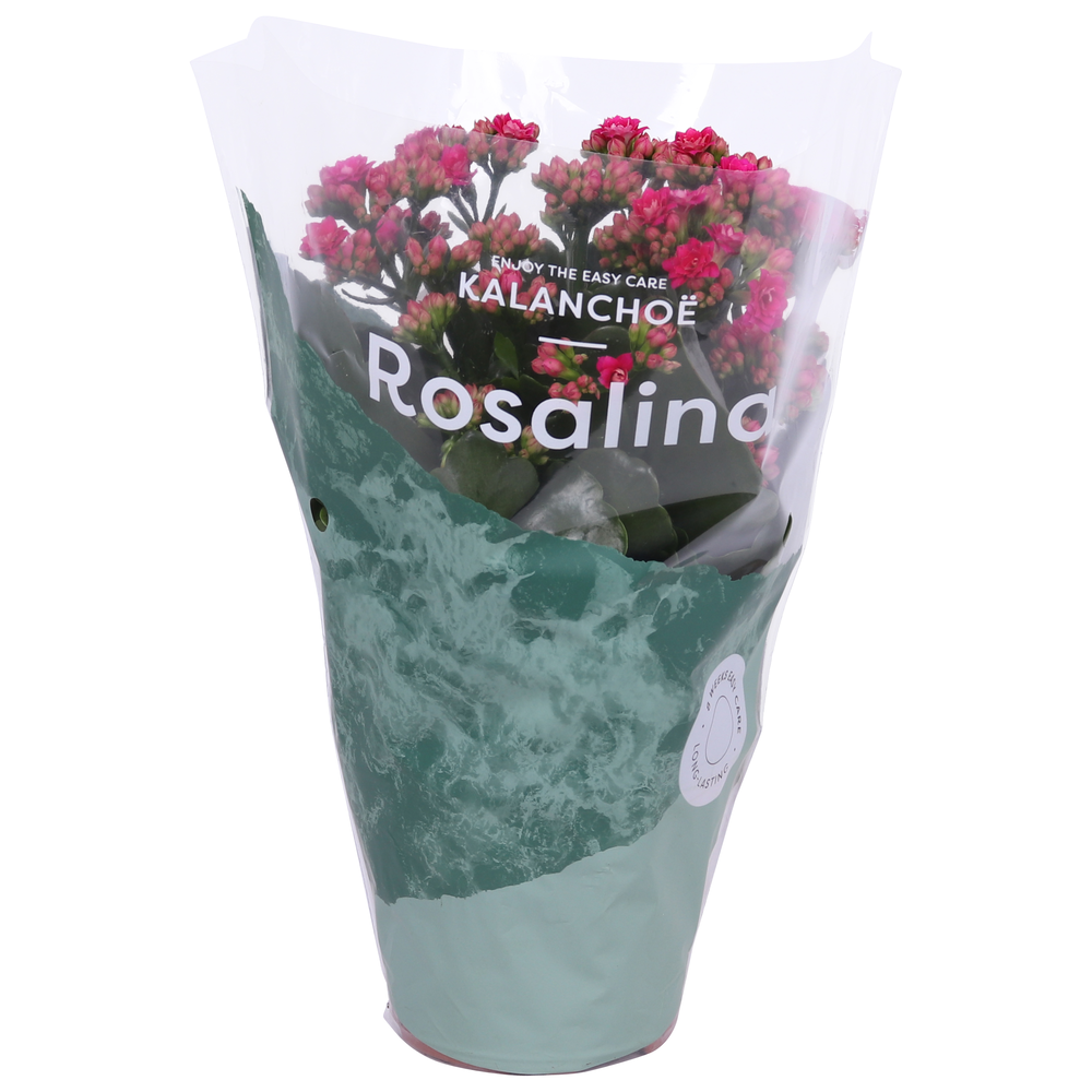 Kalanchoe Rosalina 12cm Don Victorio paars.