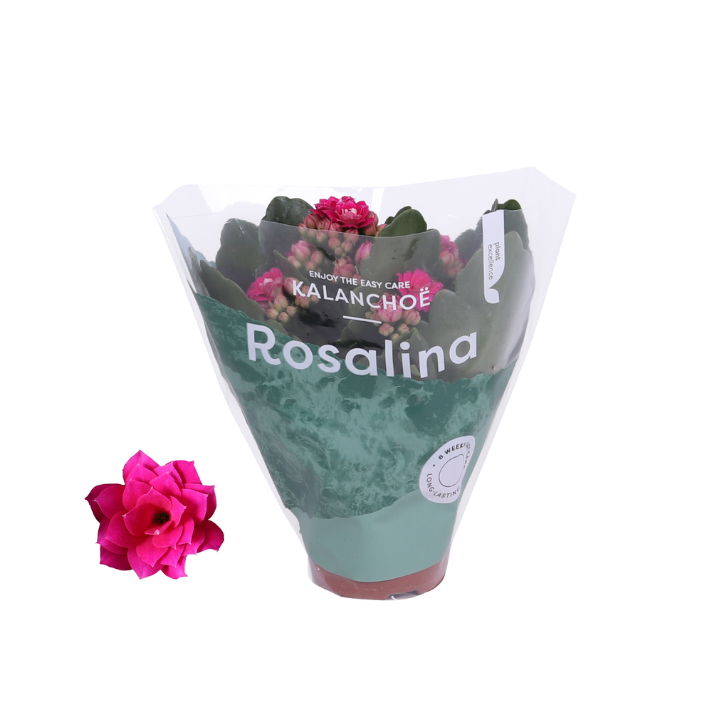 Kalanchoe Rosalina 06cm Don Victorio paars.