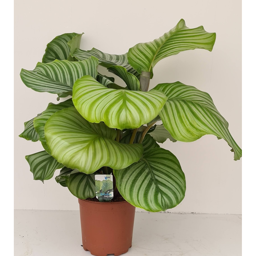 Calathea orbifolia.