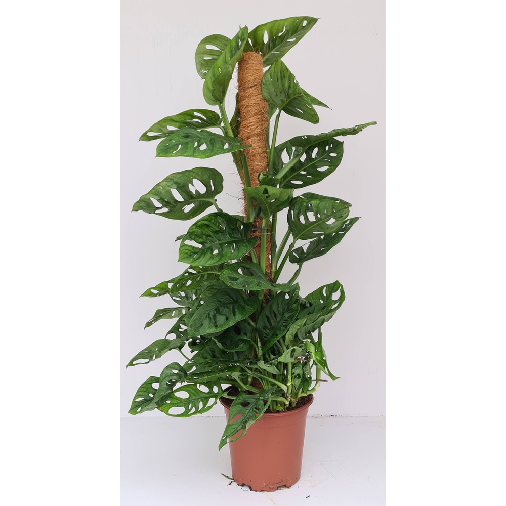 Monstera Andansonii.