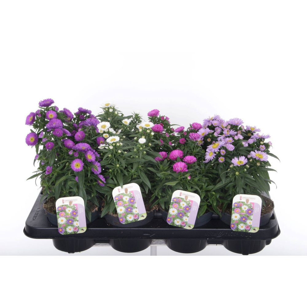 Aster Novi-belgii Magic mixtray.