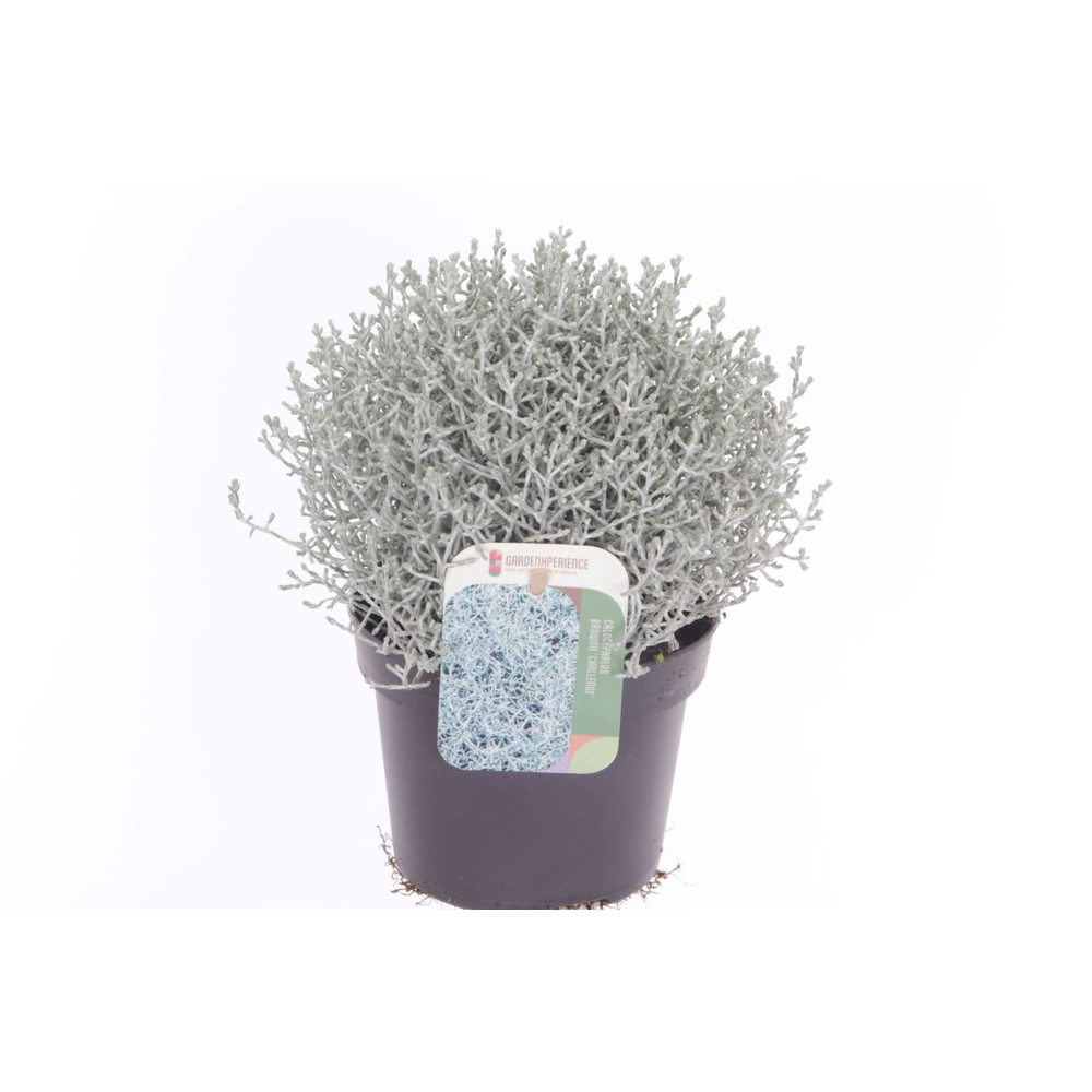 Leucophyta brownii Challenge.