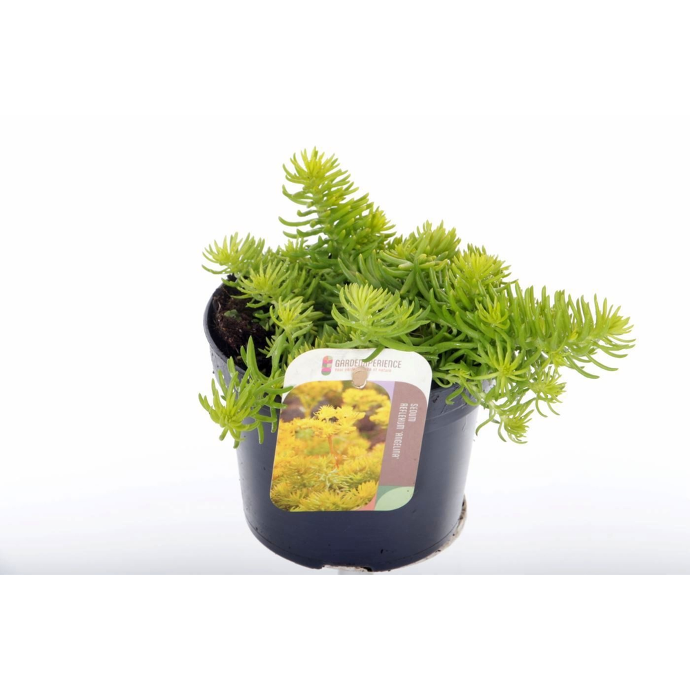 Sedum reflexum Angelina.
