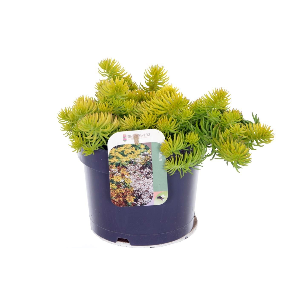 Sedum reflexum Angelina.