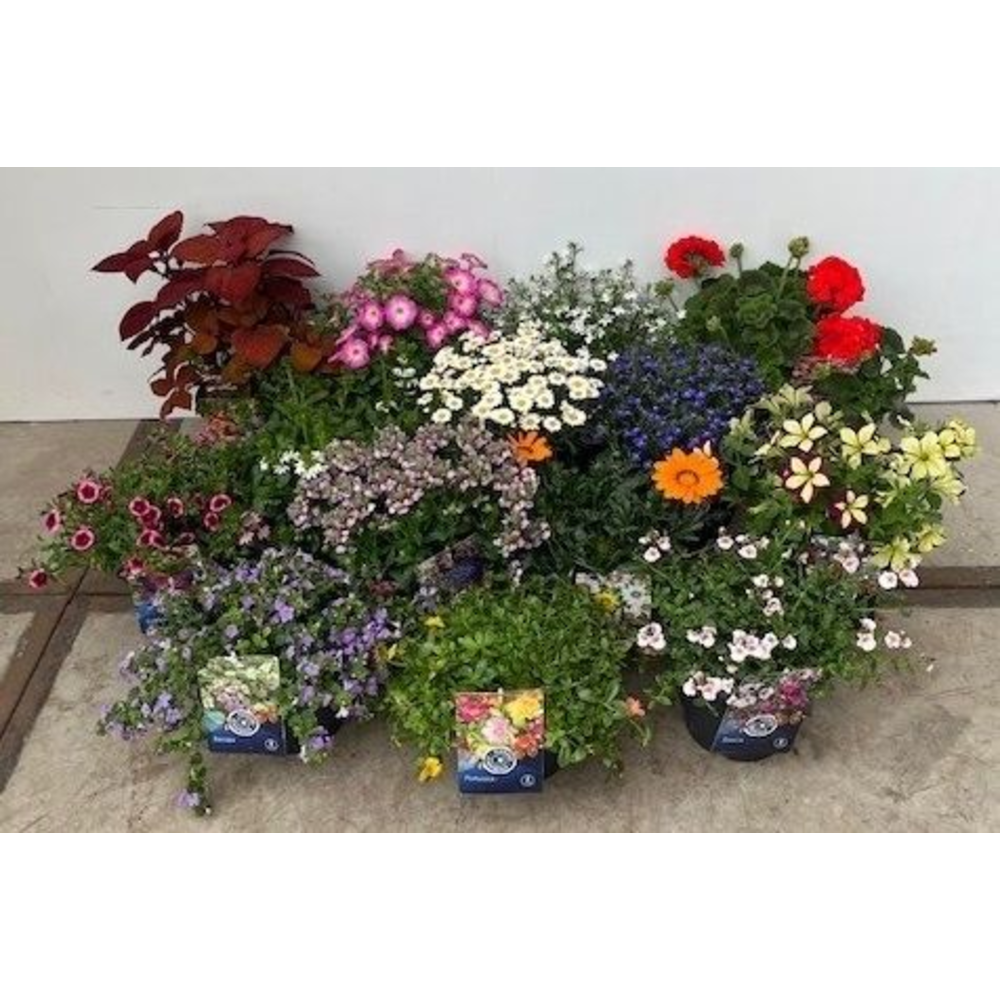 Perkplanten mix.