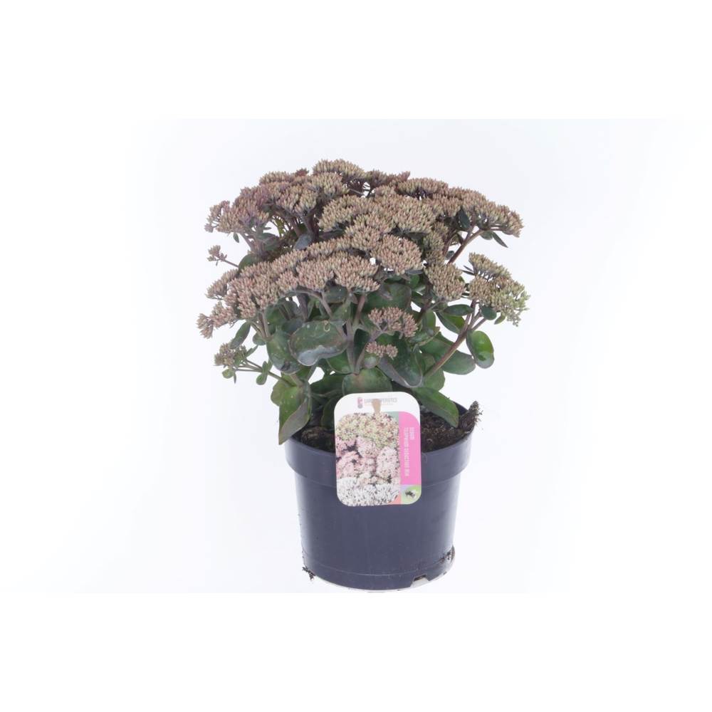 Sedum telephium Seduction RoseCharm.