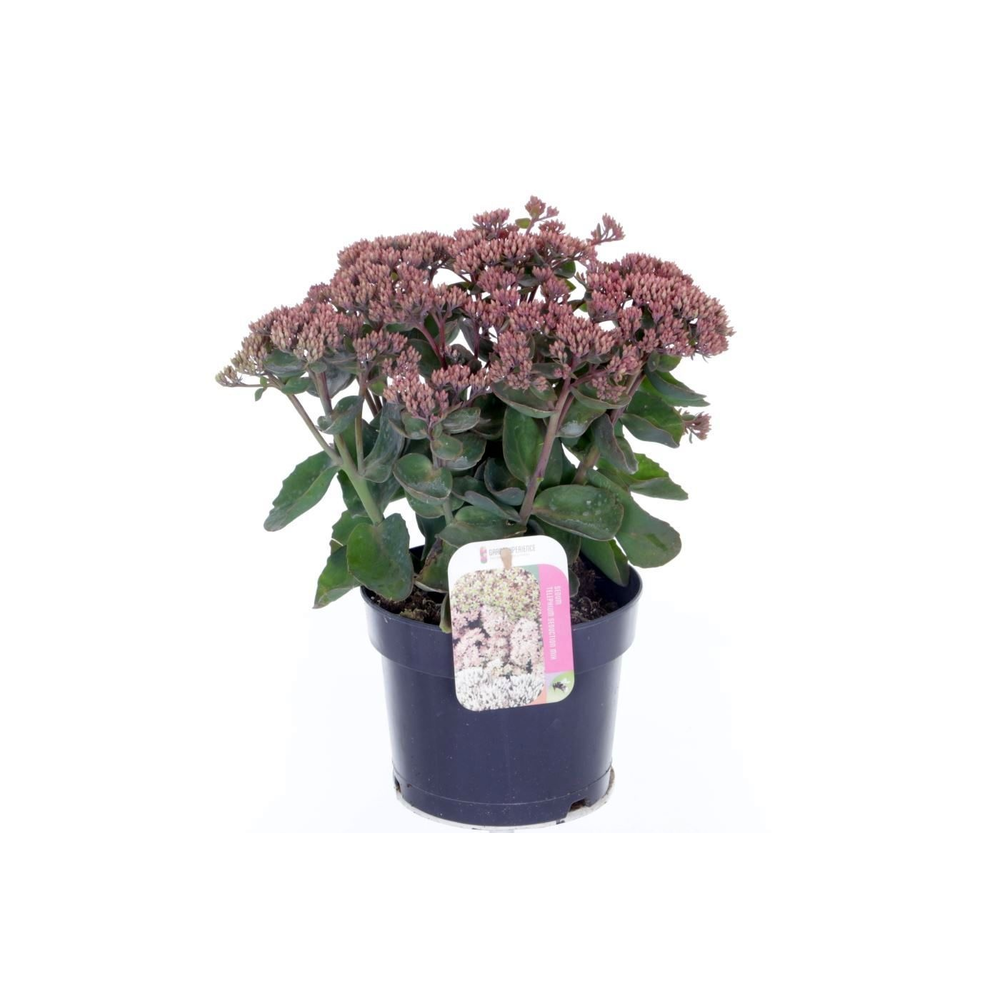 Sedum telephium Seduction PinkPassi.