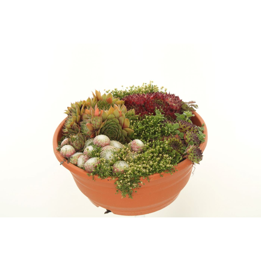 Sempervivum gemengd.