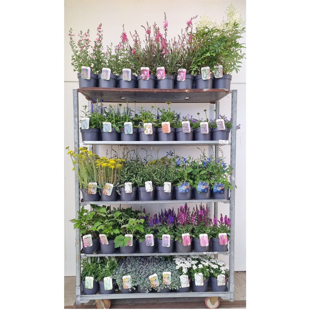 Vaste planten mix kar.