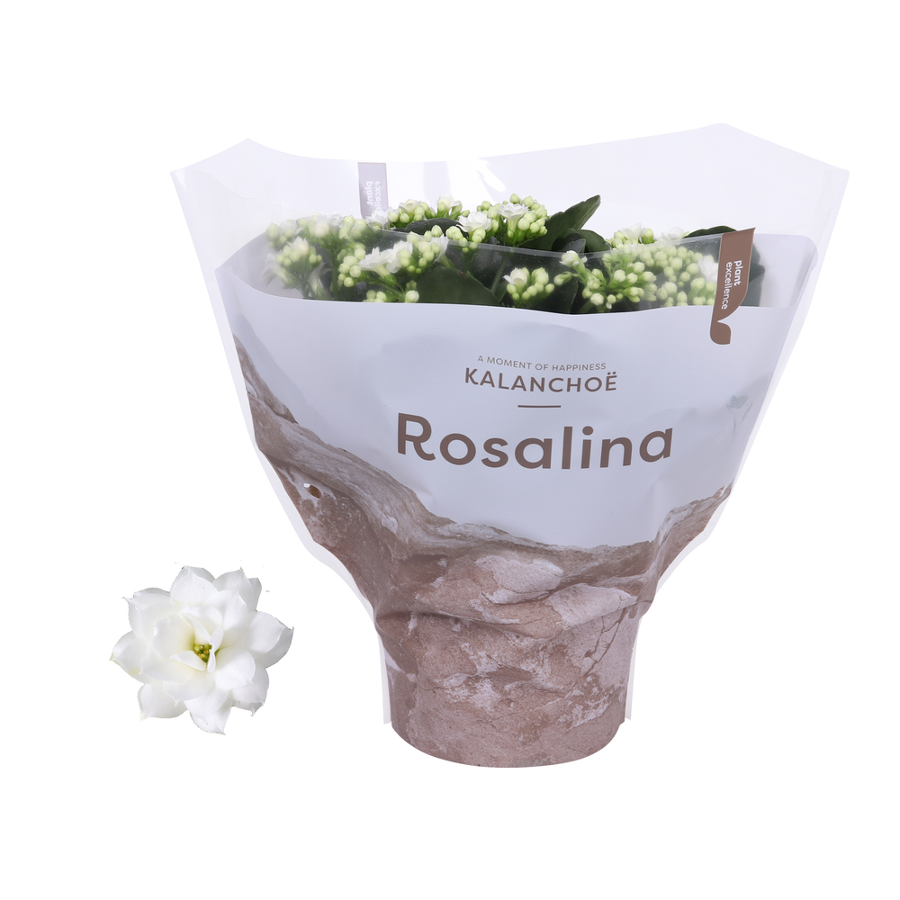 Kalanchoe Rosalina 15cm TST Don Dione, Witte hoes.