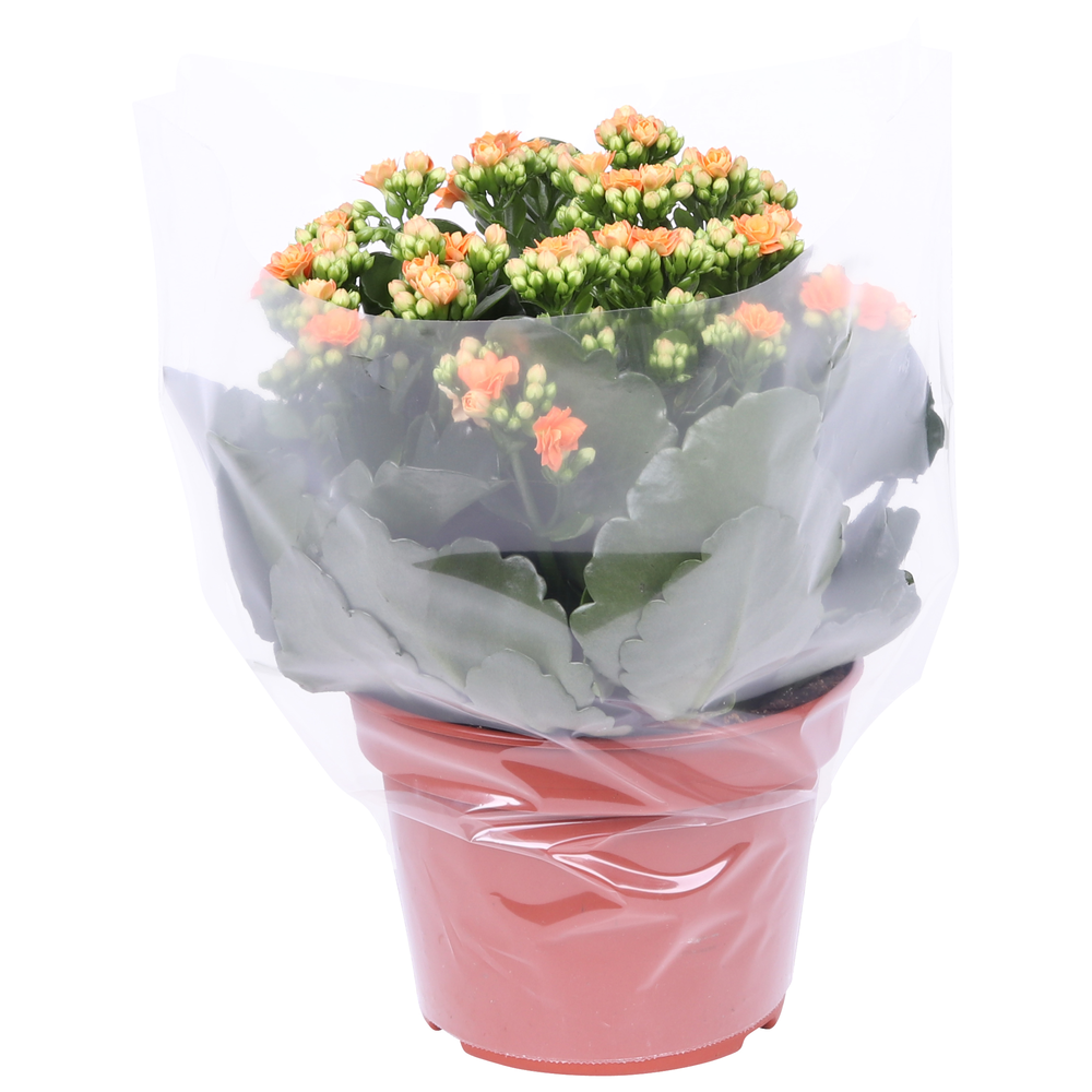 Kalanchoe Rosalina 15cm Don Pedro oranje, Blanco h.