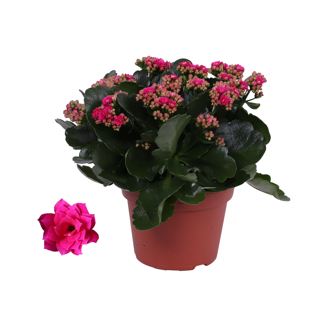 Kalanchoe Rosalina 15cm Don Victorio paars, Zonder.
