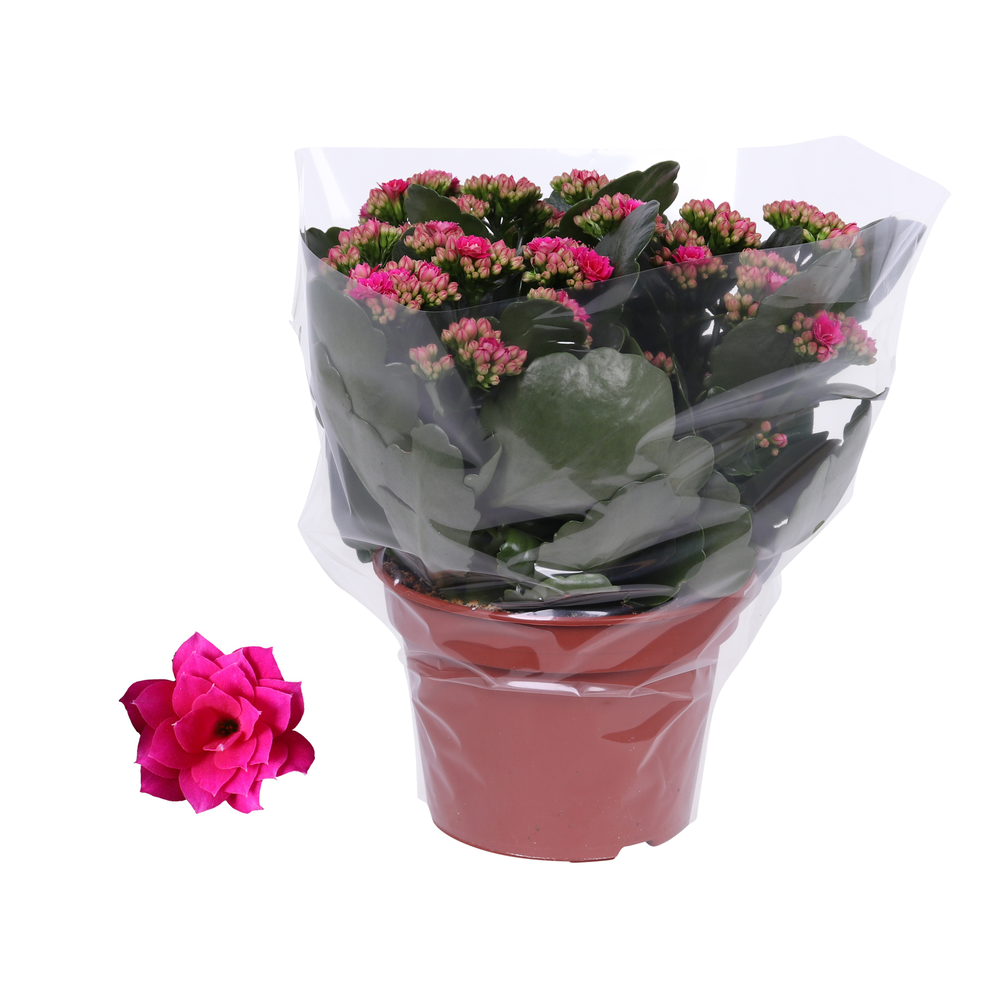 Kalanchoe Rosalina 15cm Don Victorio paars, Blanco.
