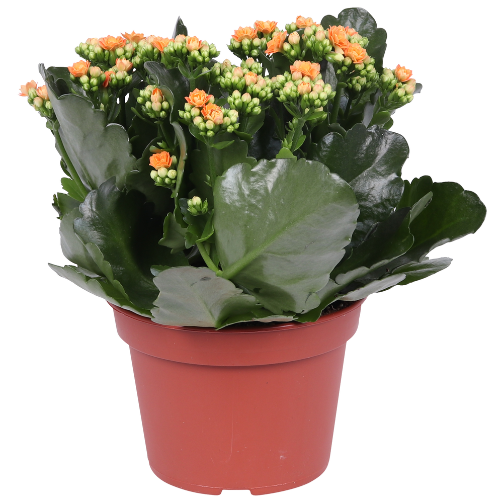 Kalanchoe Rosalina 15cm Don Pedro oranje, Zonder h.
