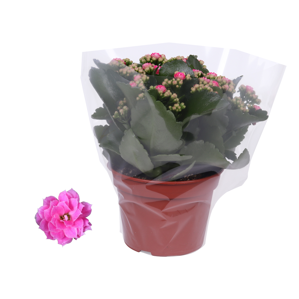 Kalanchoe Rosalina 15cm Don Nando roze, Blanco hoe.
