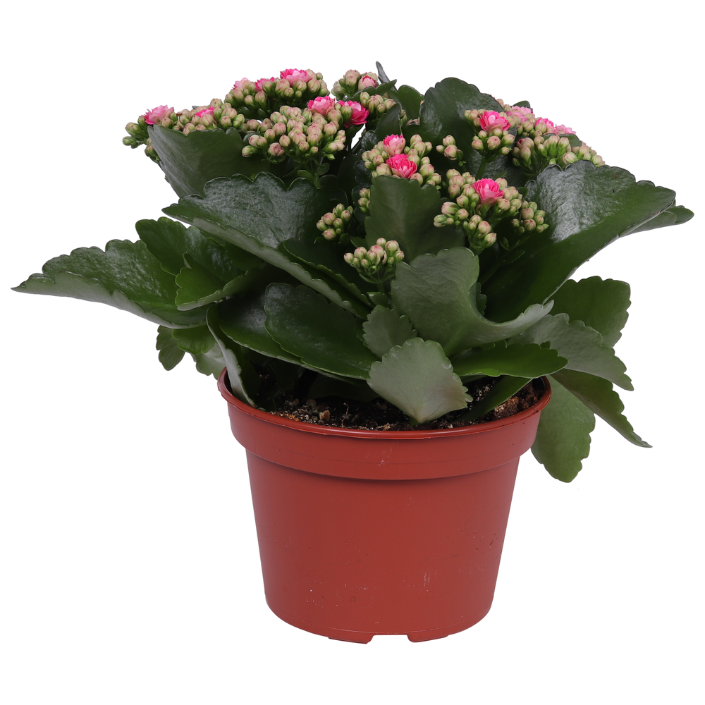 Kalanchoe Rosalina 15cm Don Nando roze, Zonder hoe.