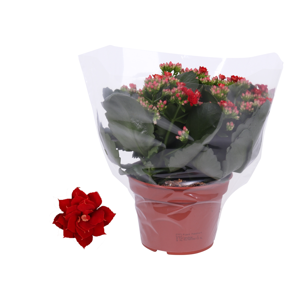 Kalanchoe Rosalina 15cm Don Justino rood, Blanco h.