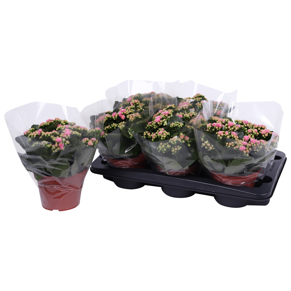 Kalanchoe Rosalina 15cm Don Alano wit/roze, Blanco.