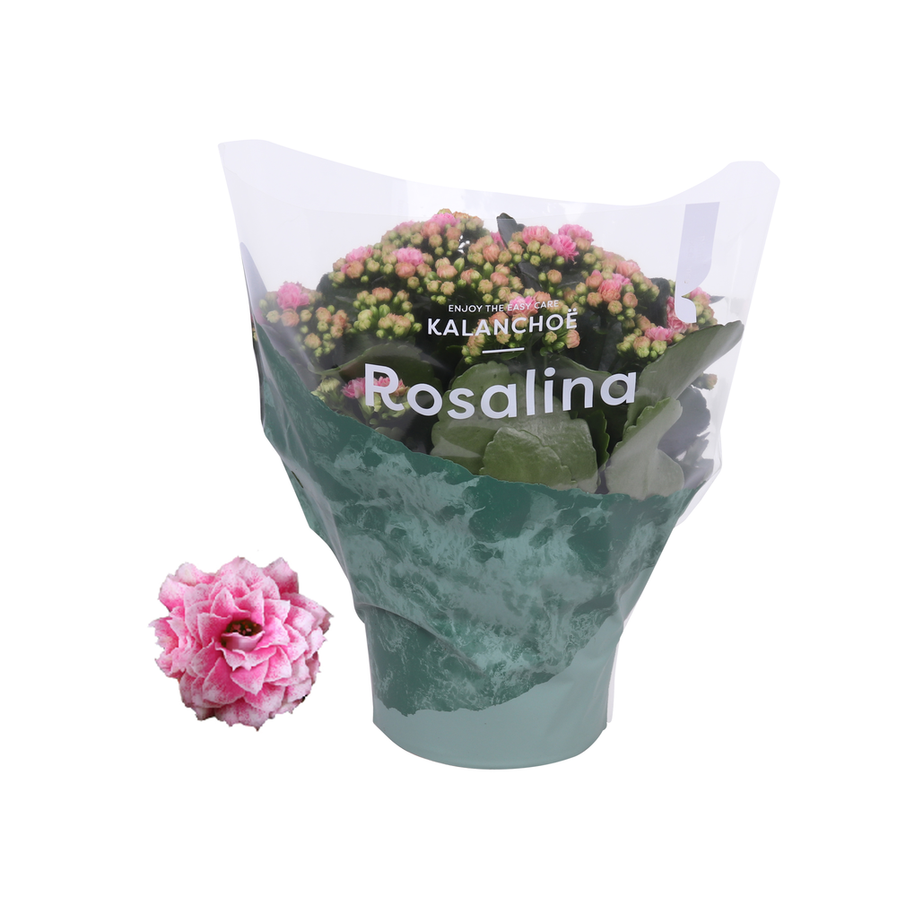 Kalanchoe Rosalina 15cm Don Alano wit/roze.