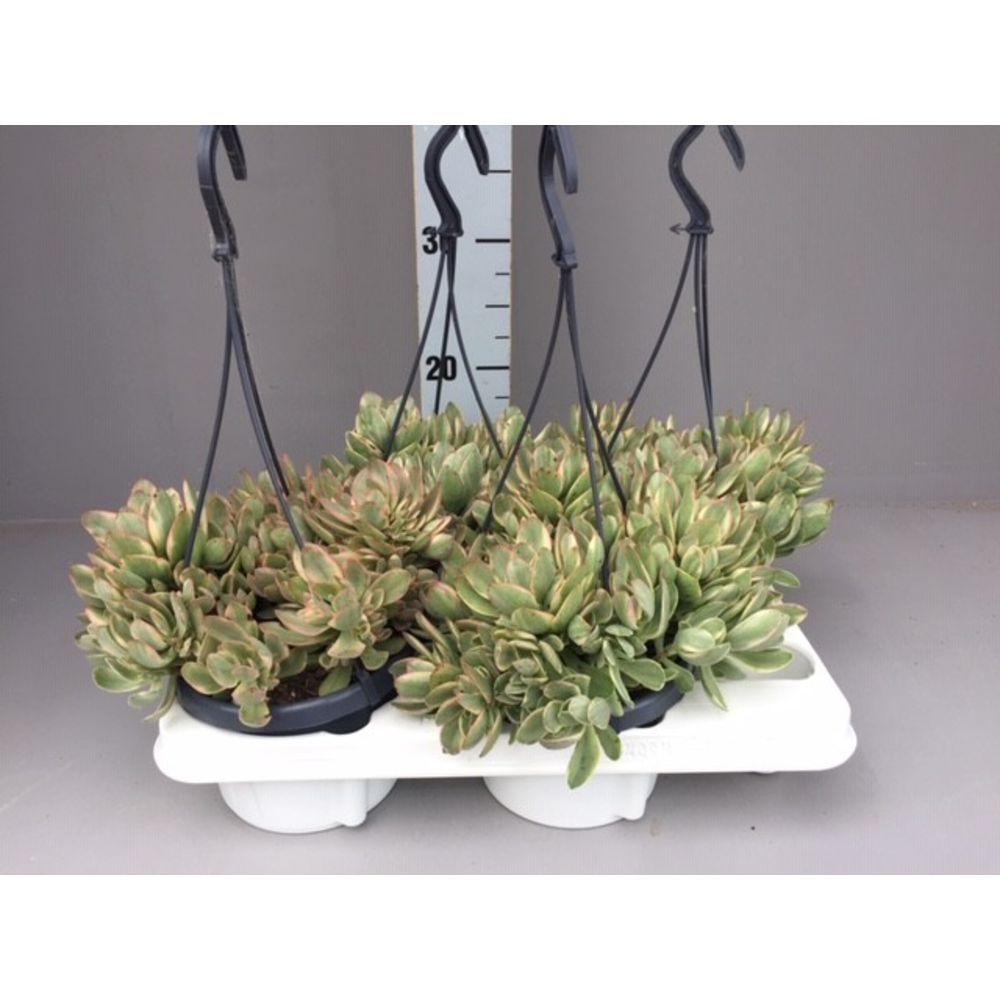 Crassula swaziensis variegata.