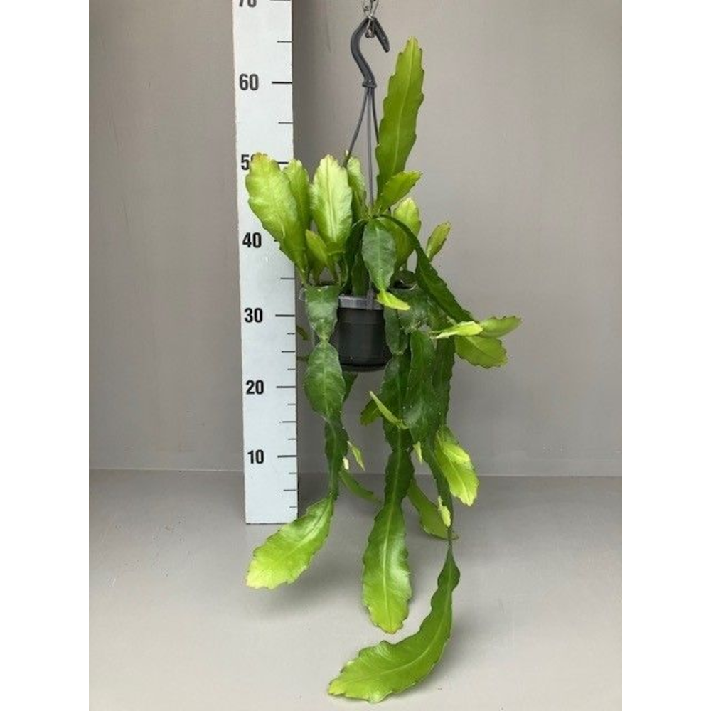 Epiphyllum fruhlingsgold.
