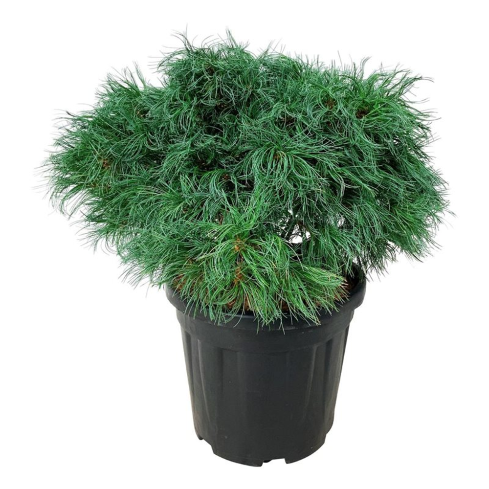Pinus strobus 'Tiny Kurls'.