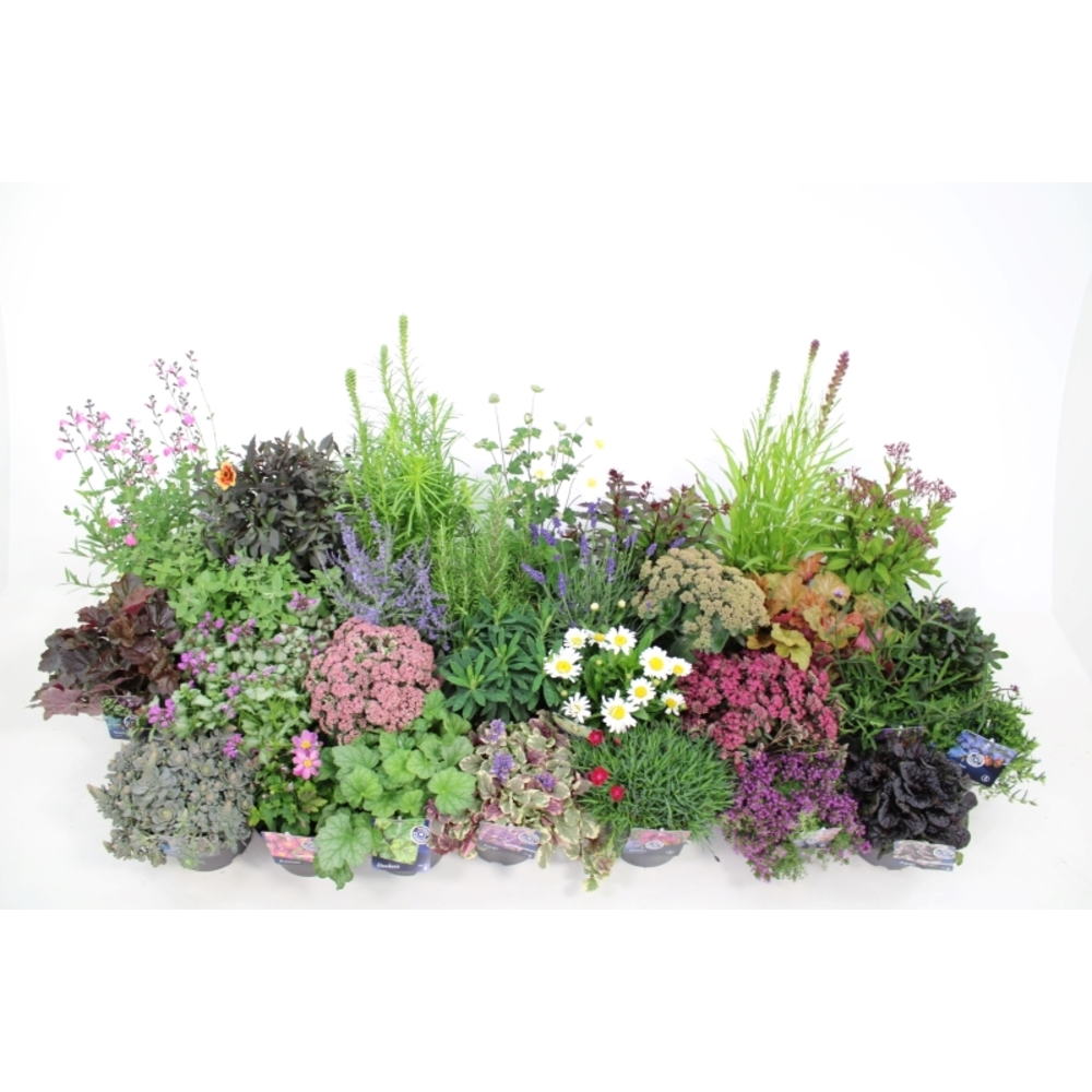 Vaste planten mixlaag.