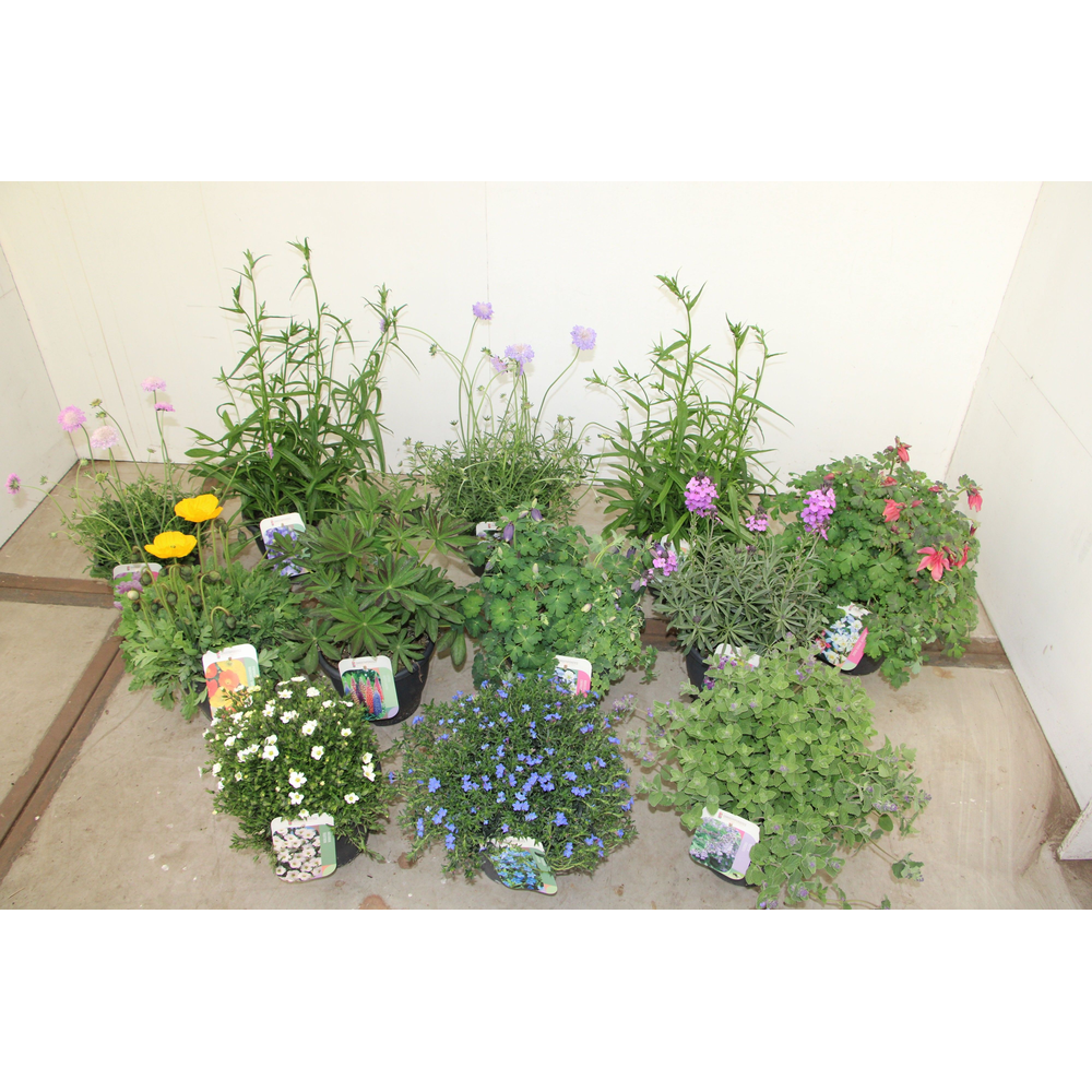 Vaste planten mixlaag.