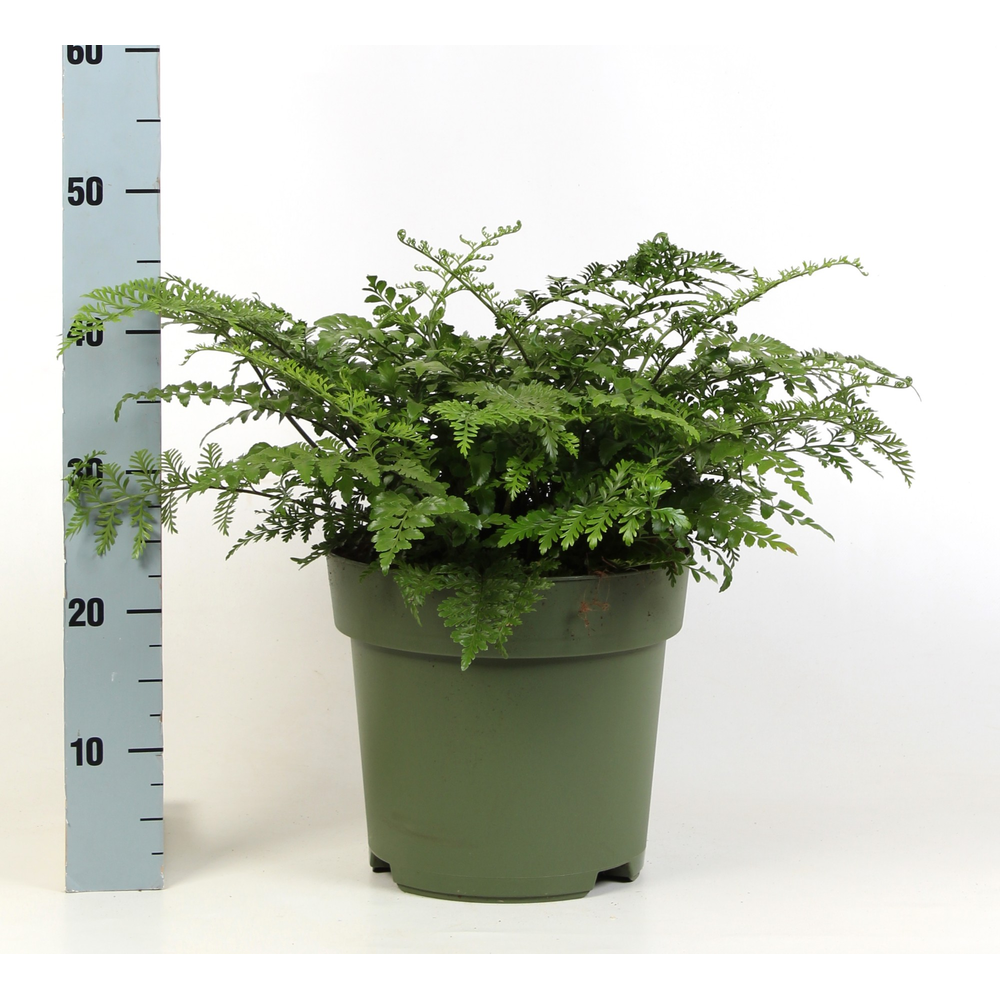Asplenium Parvati.