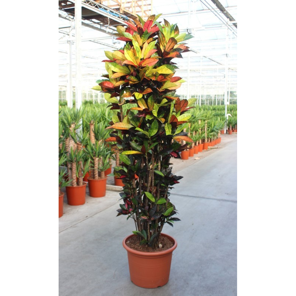 Codiaeum Iceton (Croton Iceton).