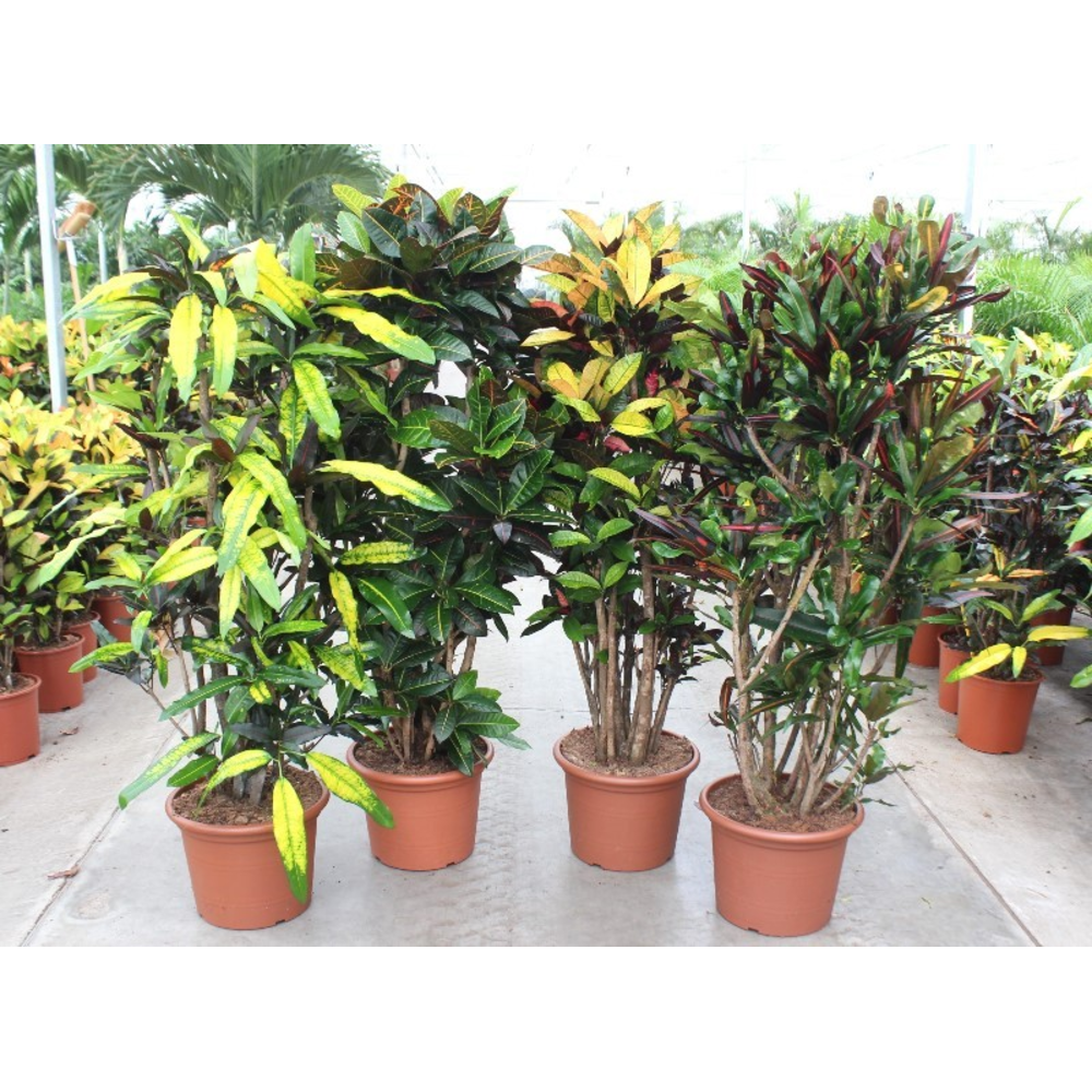 Codiaeum mix (Croton mix).