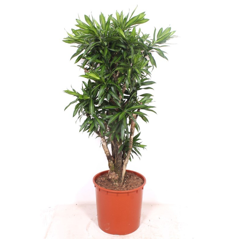 Dracaena Song of Jamaica.