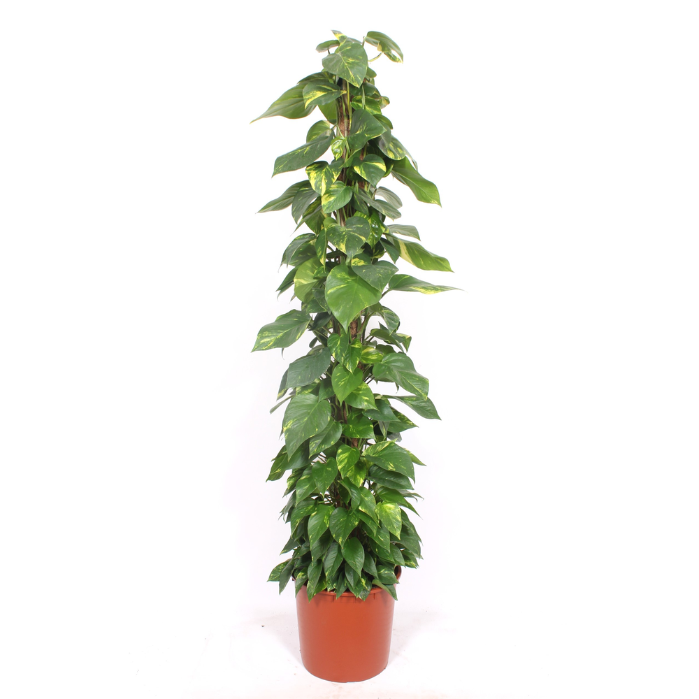 Epipremnum Aureum.