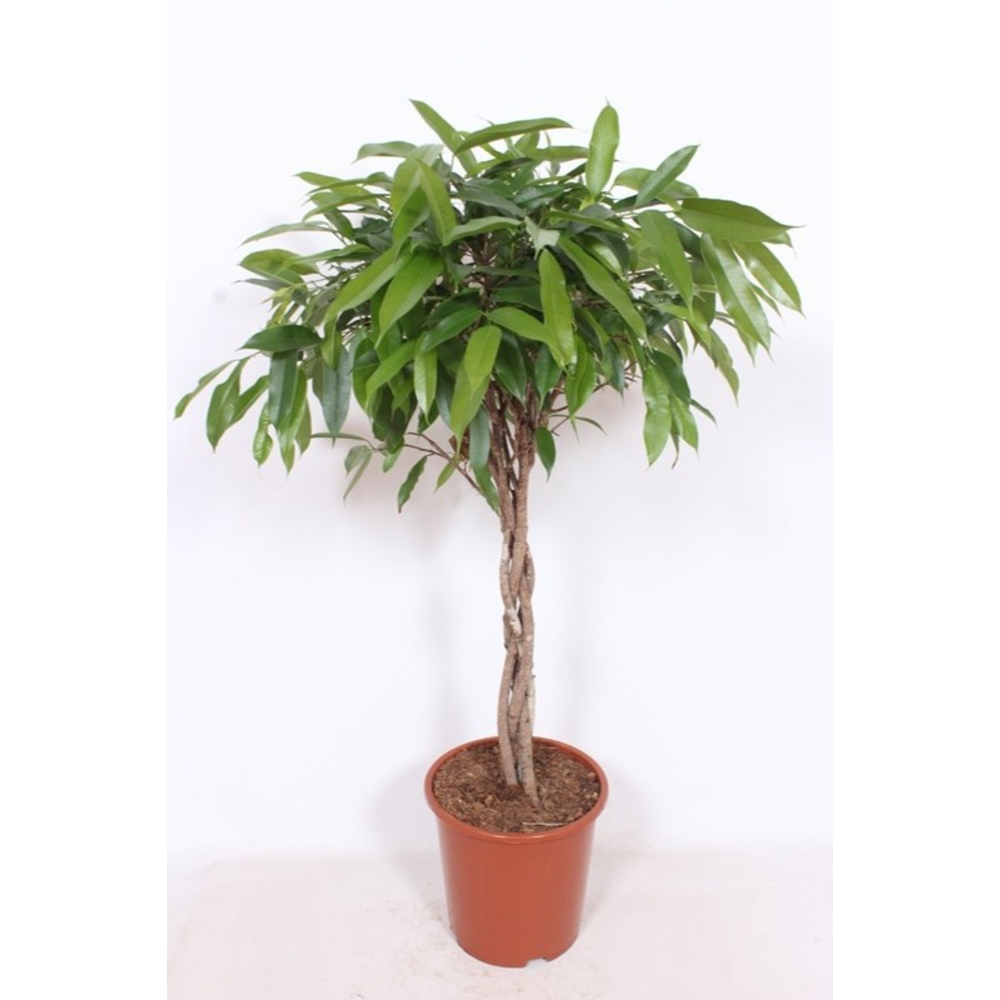 Ficus Amstel King.
