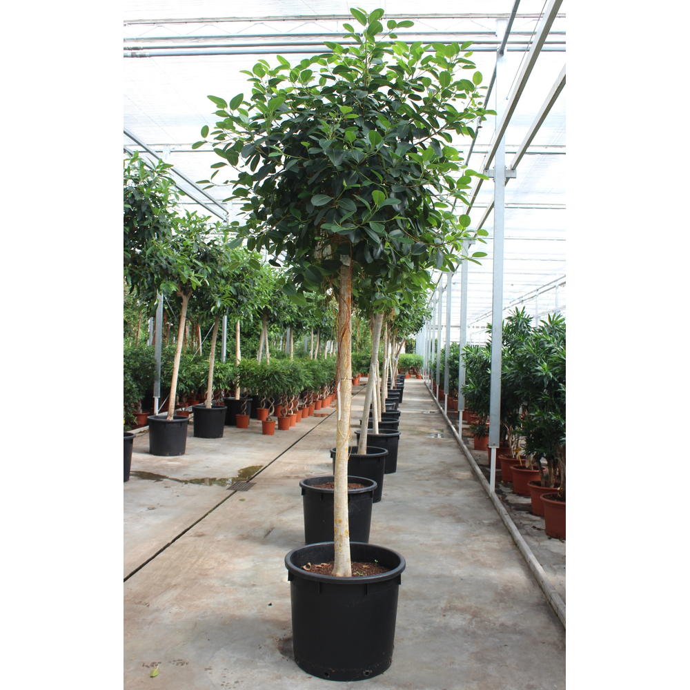 Ficus Australis.